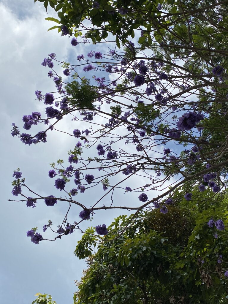 what Penang weather feels like