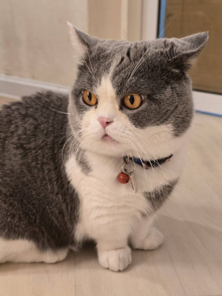 Pet-friendly Penang