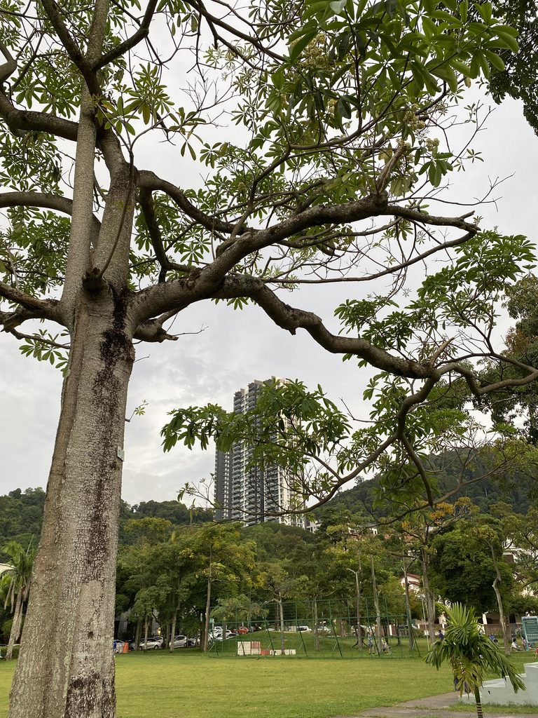is Penang cat-friendly